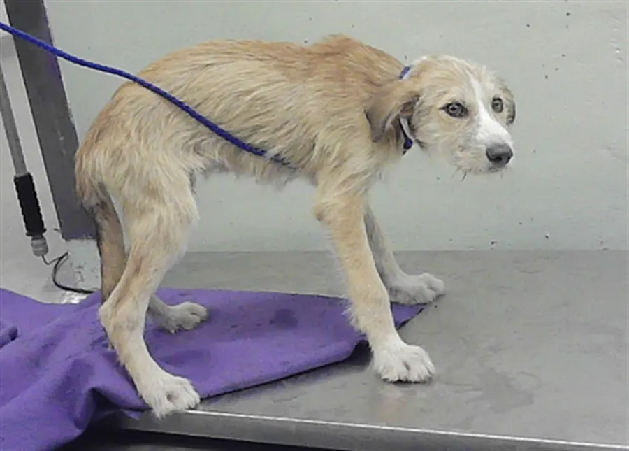 Adoptable Dog