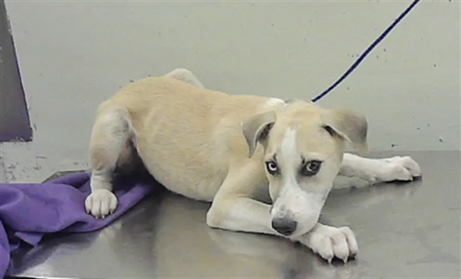 Adoptable Dog