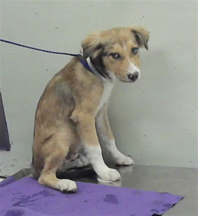 Adoptable Dog