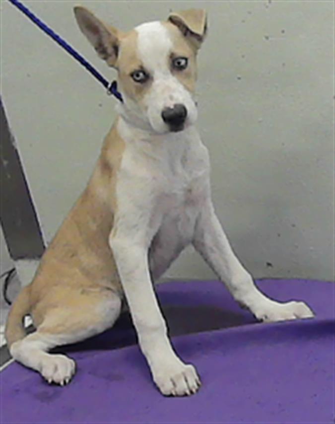 Adoptable Dog