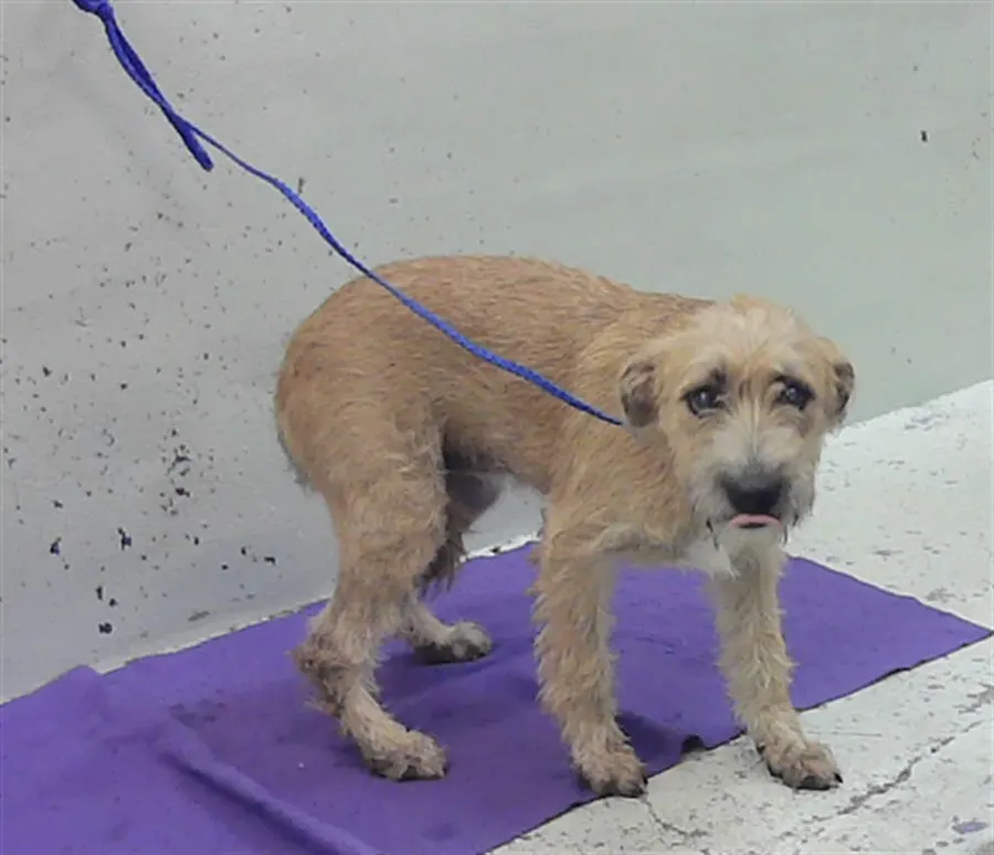 Adoptable Dog