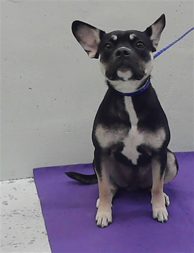 Adoptable Dog