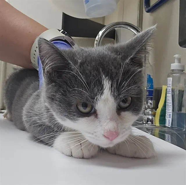 Adoptable Cat