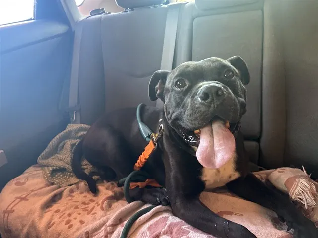 Apollo
