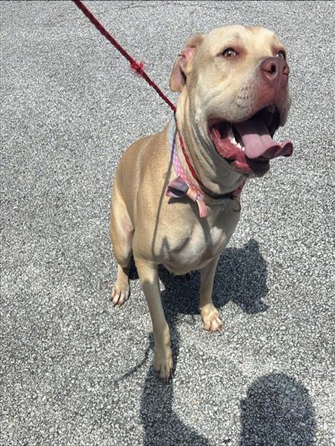 Adoptable Dog