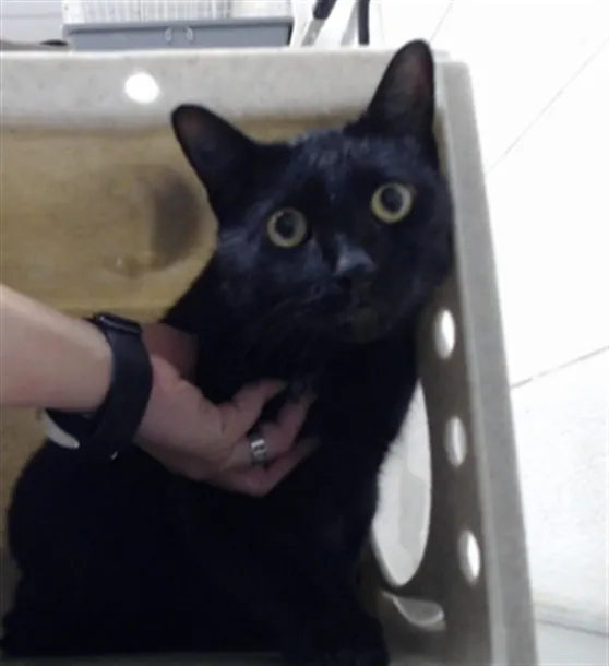 Salem