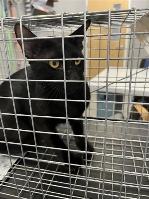 Adoptable Cat