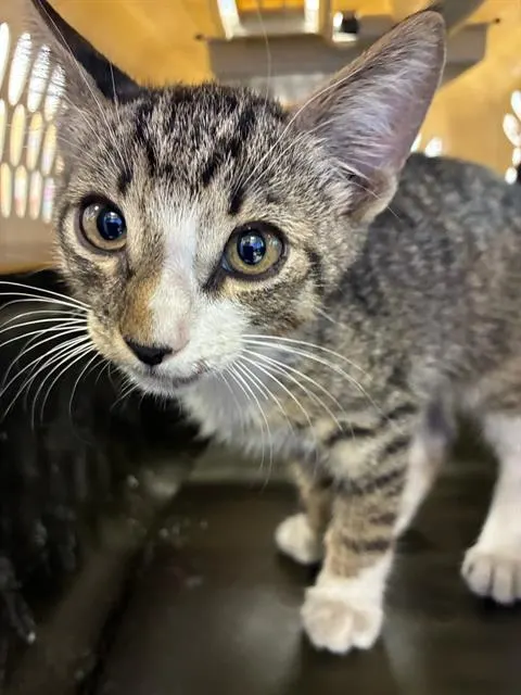 Adoptable Cat