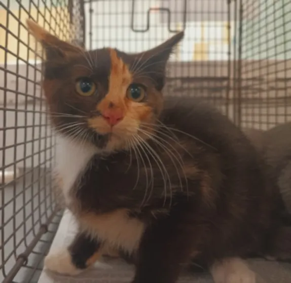 Adoptable Cat