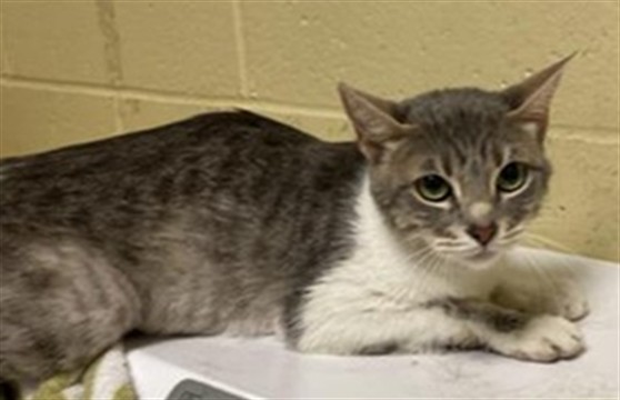 Adoptable Cat