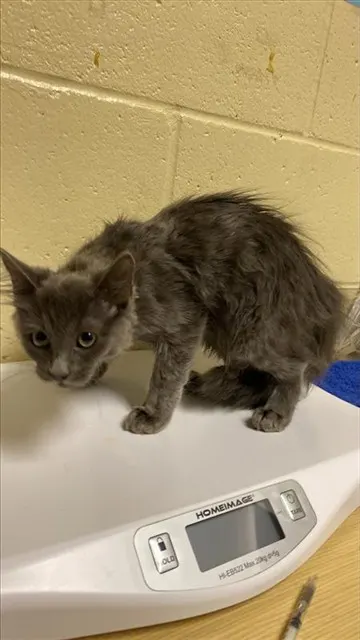 Adoptable Cat