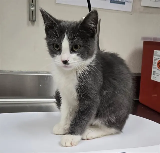 Adoptable Cat