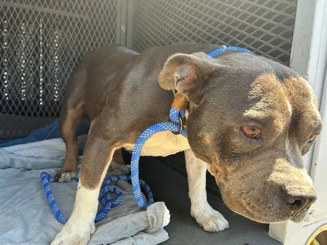 Adoptable Dog