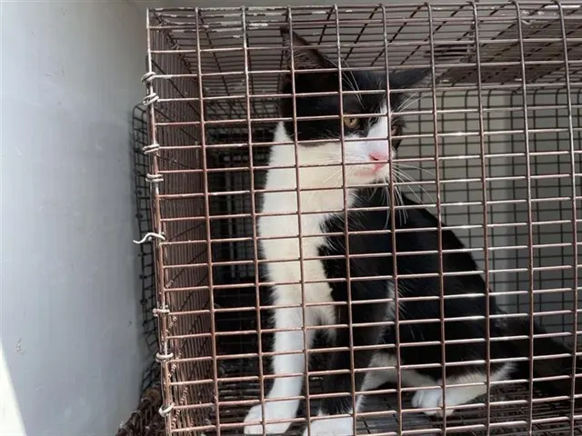 Adoptable Cat