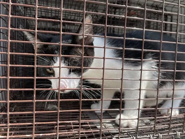 Adoptable Cat