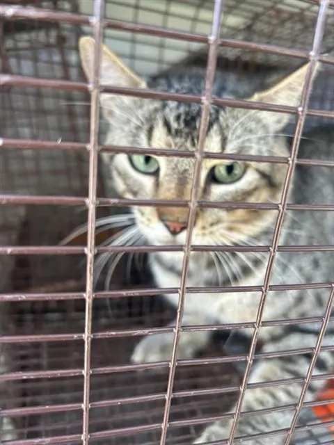 Adoptable Cat