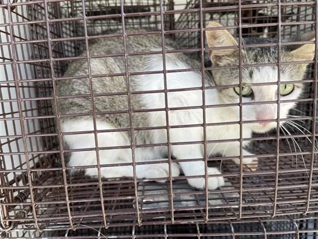 Adoptable Cat