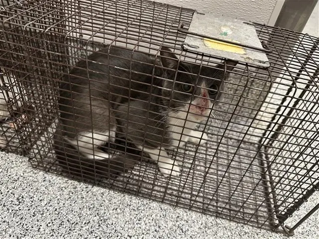 Adoptable Cat