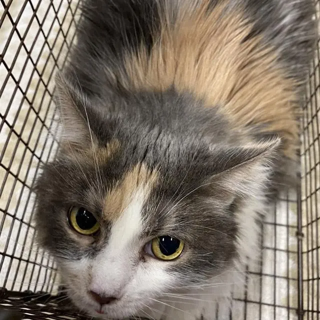 Adoptable Cat