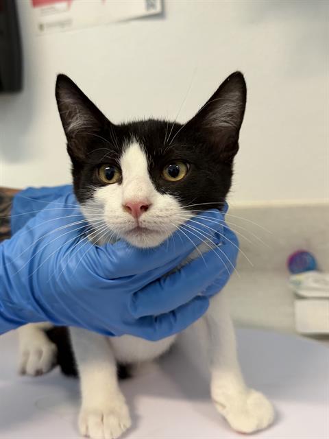 Adoptable Cat