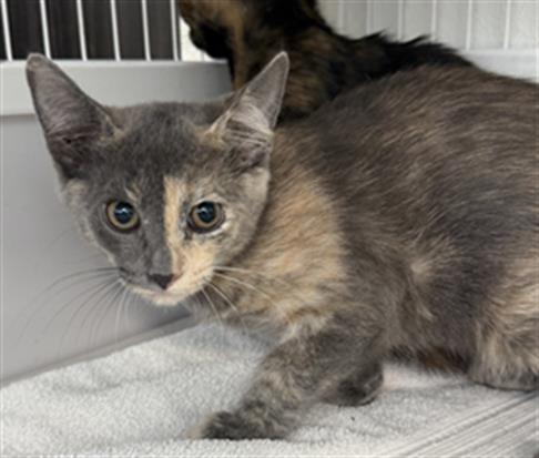 Adoptable Cat