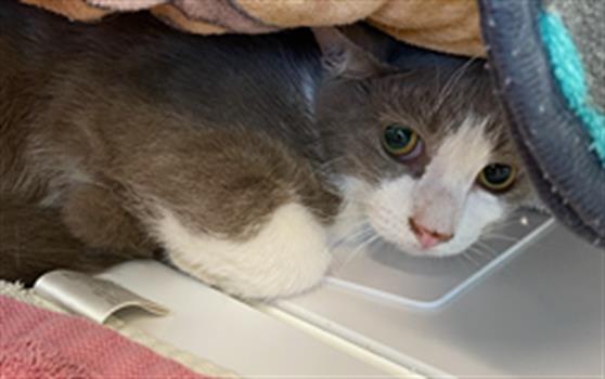 Adoptable Cat