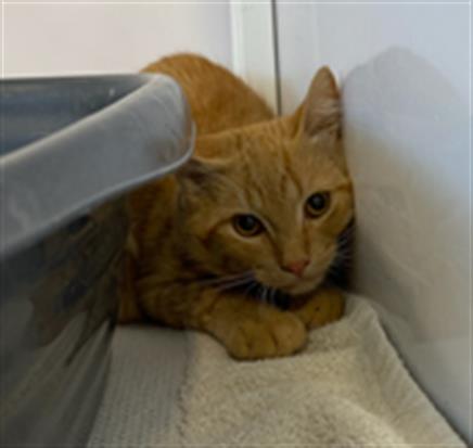 Adoptable Cat