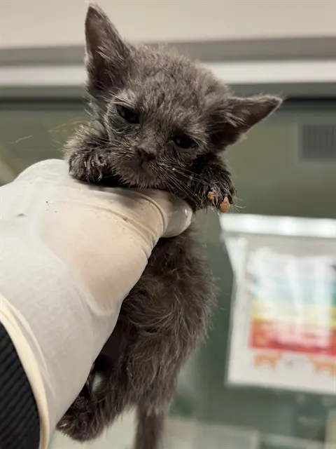 Adoptable Cat