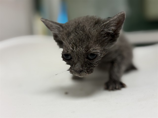 Adoptable Cat