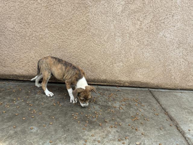 Adoptable Dog