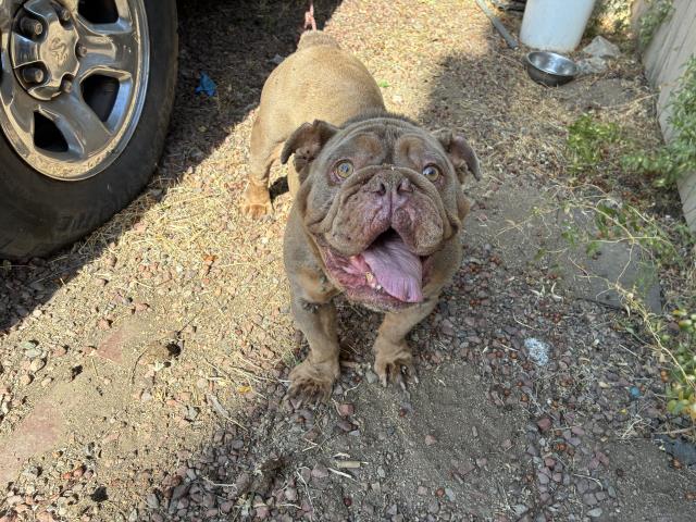 Adoptable Dog