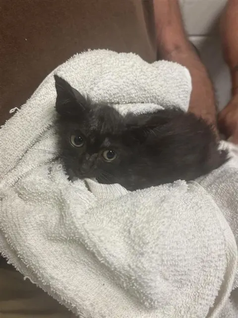 Aye-Aye
