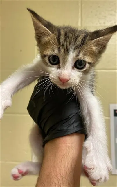Adoptable Cat