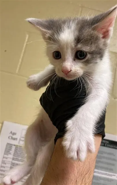 Adoptable Cat