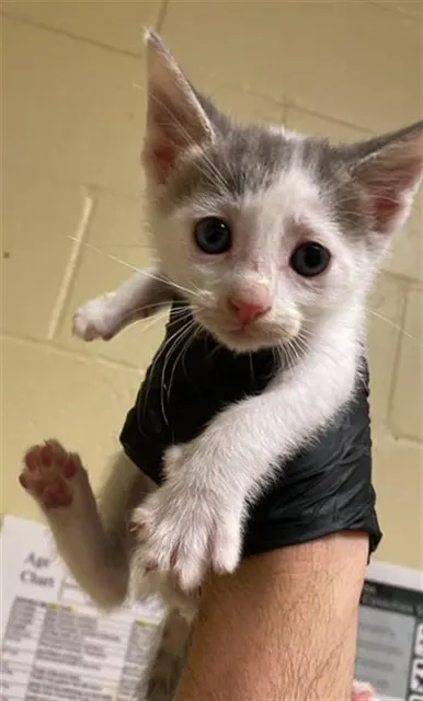Adoptable Cat