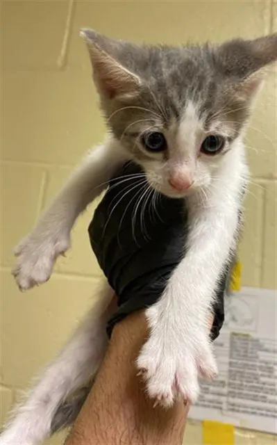 Adoptable Cat