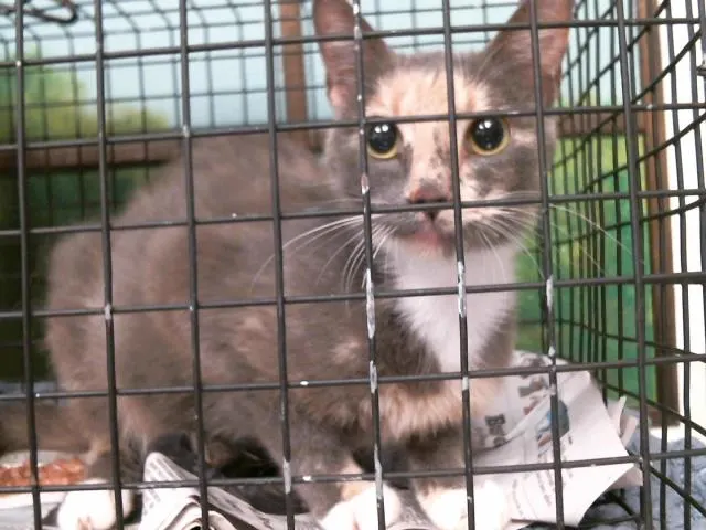 Adoptable Cat