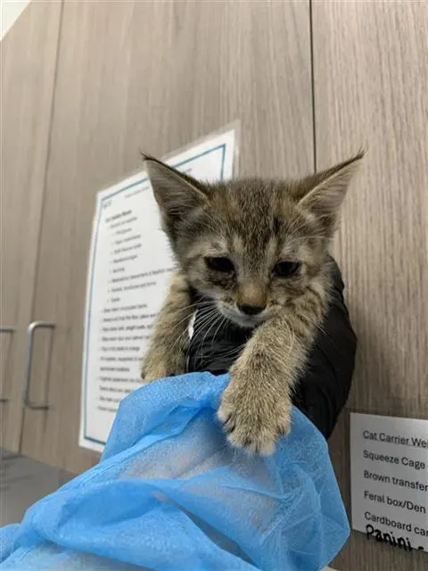Adoptable Cat