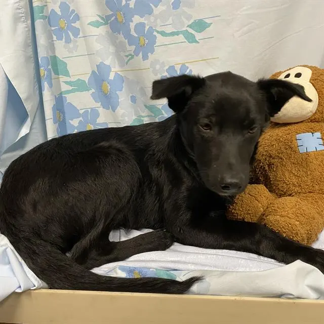 Adoptable Dog