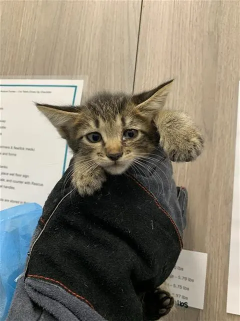 Adoptable Cat