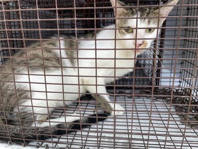 Adoptable Cat