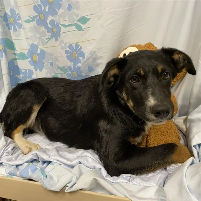 Adoptable Dog