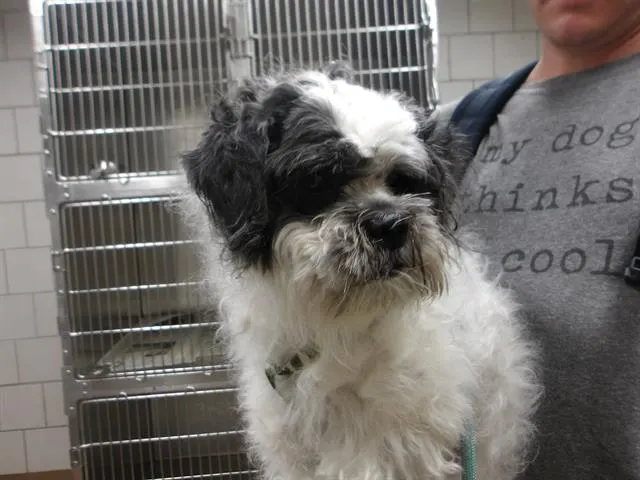 Adoptable Dog