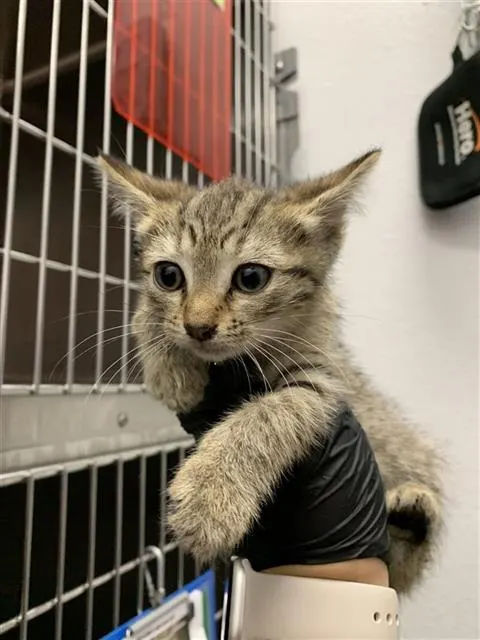 Adoptable Cat