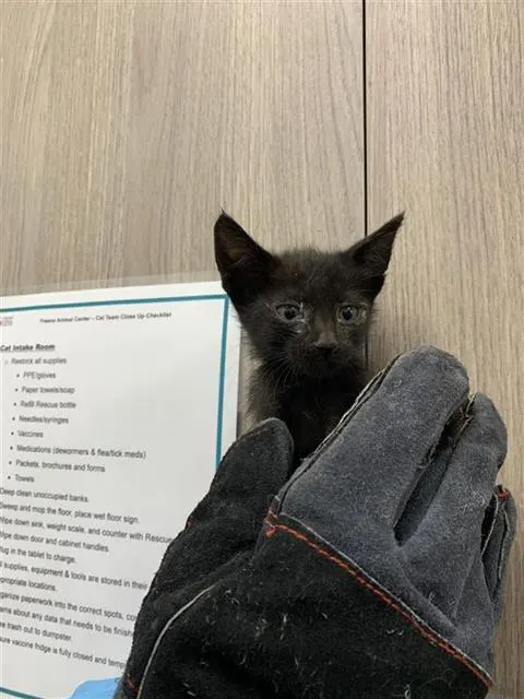 Adoptable Cat