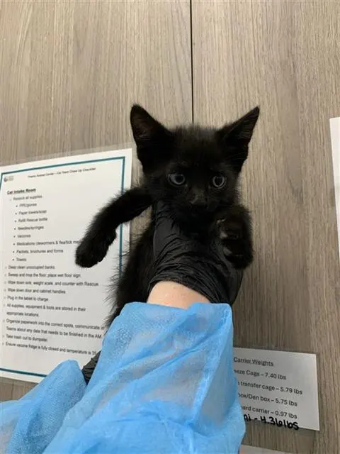 Adoptable Cat