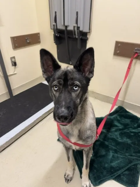 Adoptable Dog