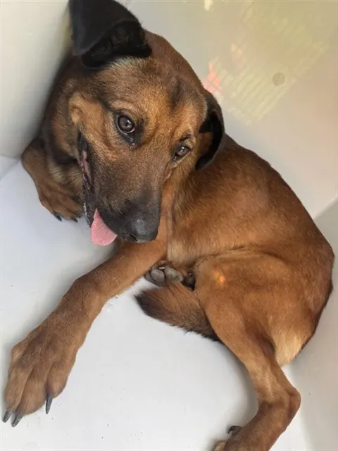 Adoptable Dog