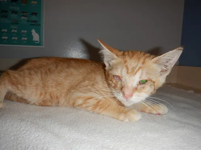 Sherbert