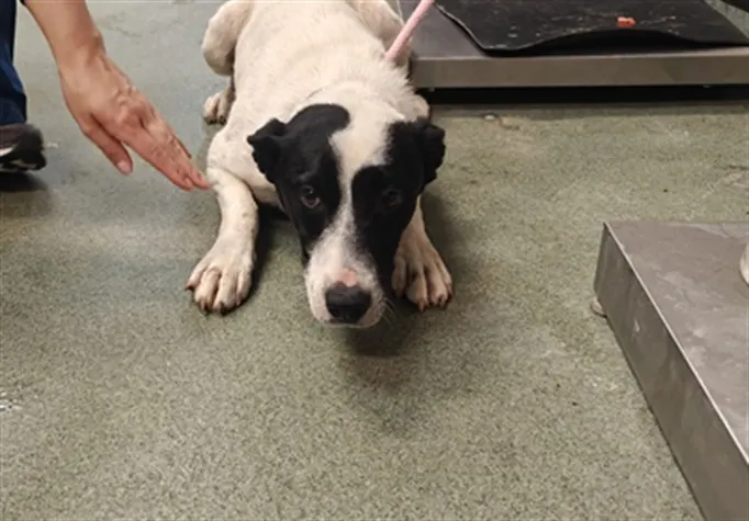 Adoptable Dog